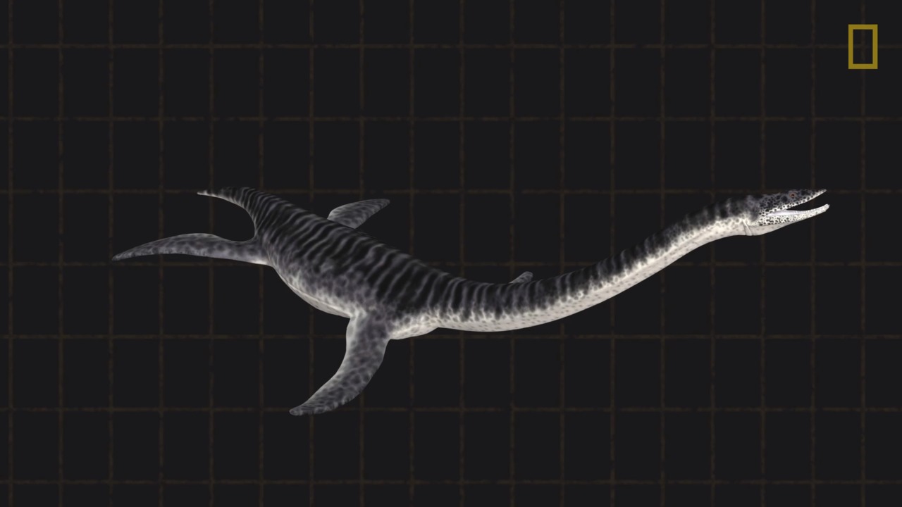 Plesiosaurs 101